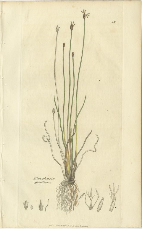 Set of 8 Antique Botanical Engravings of Spike-Rush and Bulrush Species, c.1830, view 4
