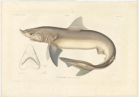 Antique Shark Illustration, Tope Shark from Iceland-Greenland Voyage, 1845, close-up 1