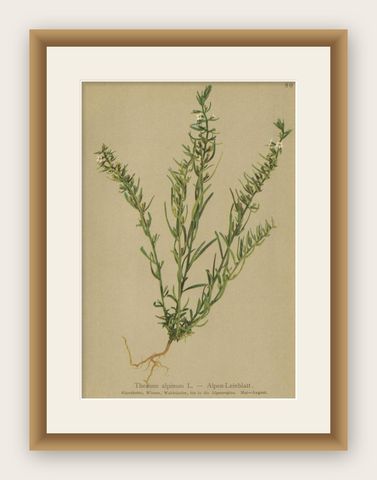 Antique Botany Print of the Alpine Bastard Toadflax by Palla, 1897, shown framed