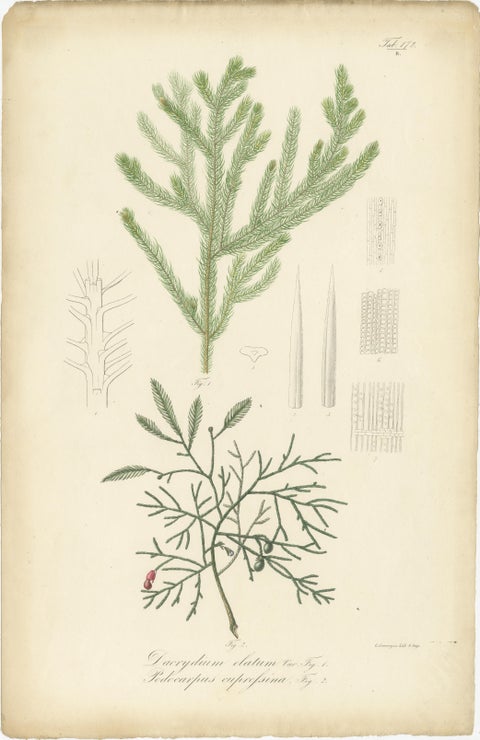 Antique Botany Print of Dacrydium Elatum and a Podocarpus Species, view 2