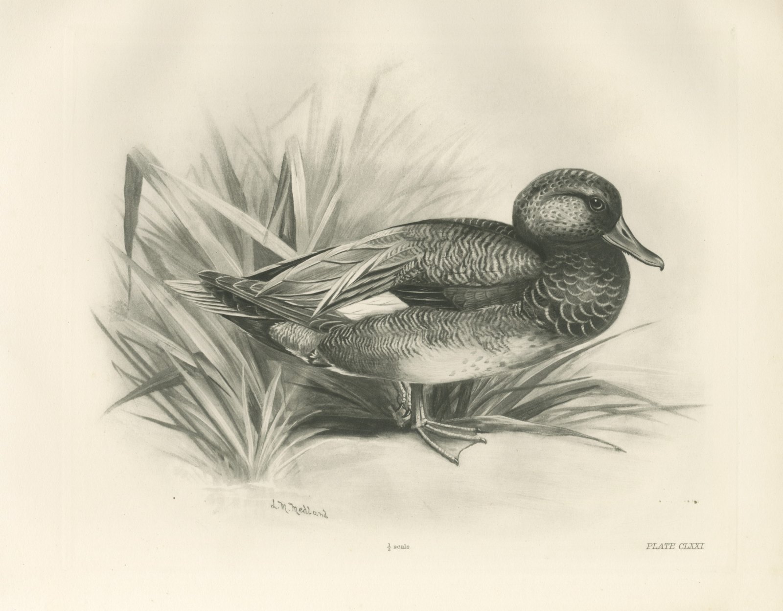 Gadwall Drake among Reeds, Plate CLXXI after Lilian Medland, c. 1909
