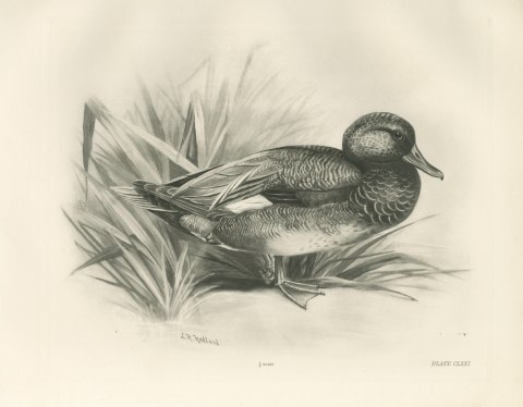 Gadwall Drake among Reeds, Plate CLXXI after Lilian Medland, c. 1909