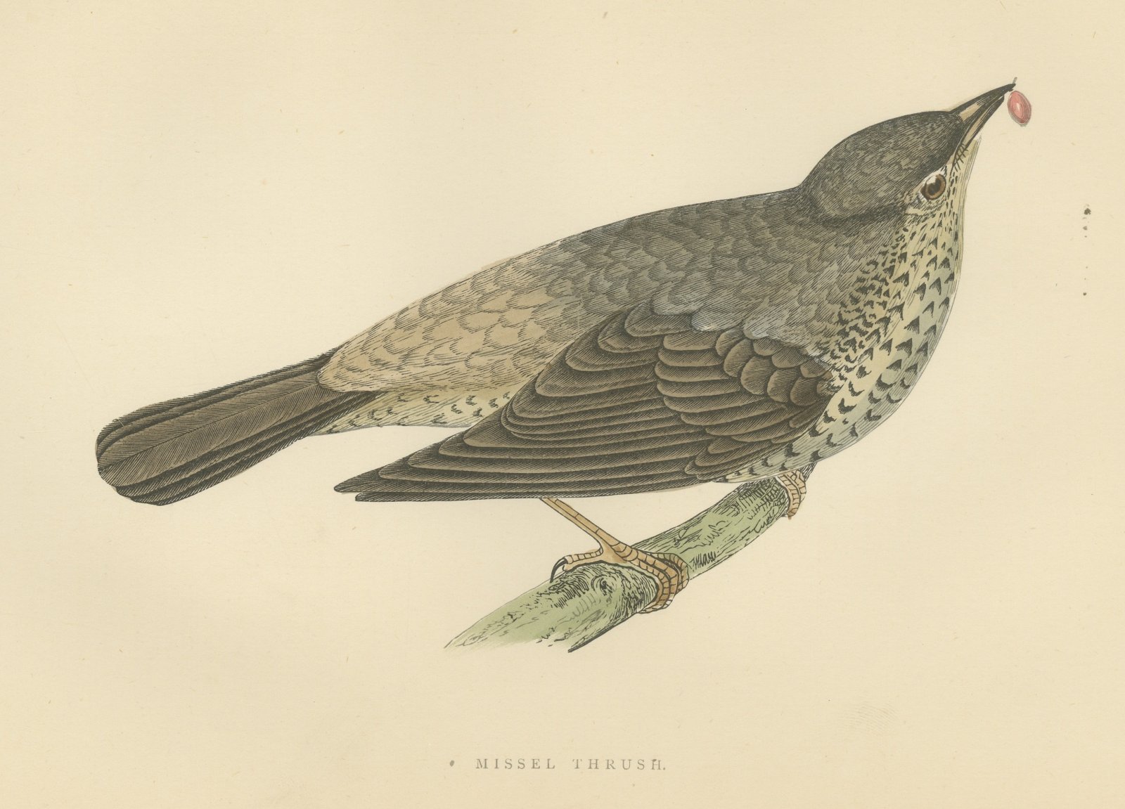 Missel Thrush or Mistle Thrush with a Berry, Morris Bird Print, 1896