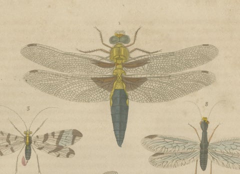 A Study of Winged Insects: An Entomological Collection from the 18th Century, close-up 1