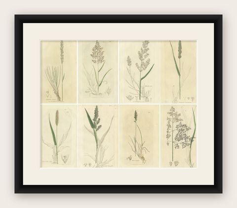 Eight Antique Botanical Engravings of Agrostis, Panicum & Setaria Grasses, 1830, shown framed