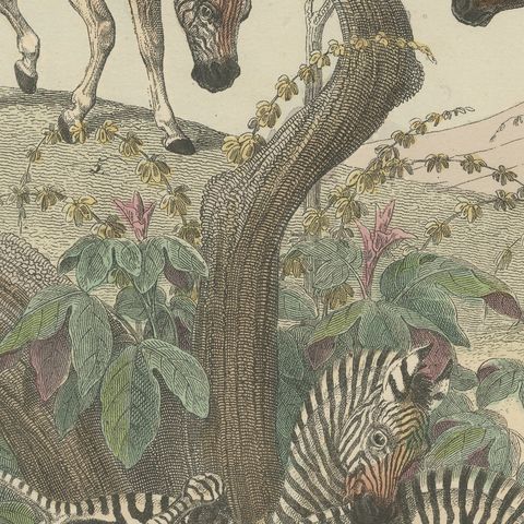 Antique Horse and Zebra Print with the Extinct Quagga, Kolb Mammals, circa 1890, close-up 6