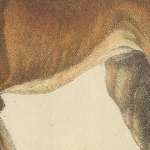 Antique English Mastiff Dog Lithograph by Karl Joseph Brodtmann, 1816, close-up 6