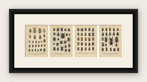 Victorian Beetle Prints Set of Four, Scarab & Stag Beetle Plates, 1893, shown framed