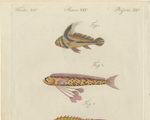 Original Antique Print of Three Exotic Tropical Fish by Bertuch, c.1800, close-up 4