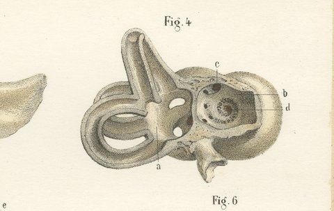 The Bony Labyrinth and Cochlea, Antique Hirschfeld Anatomy Print, 1866, view 4