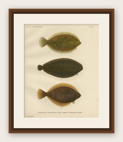 Flounder, Common Sole and Dab - Stunning Scandinavian Flatfish Lithograph, 1895, shown framed