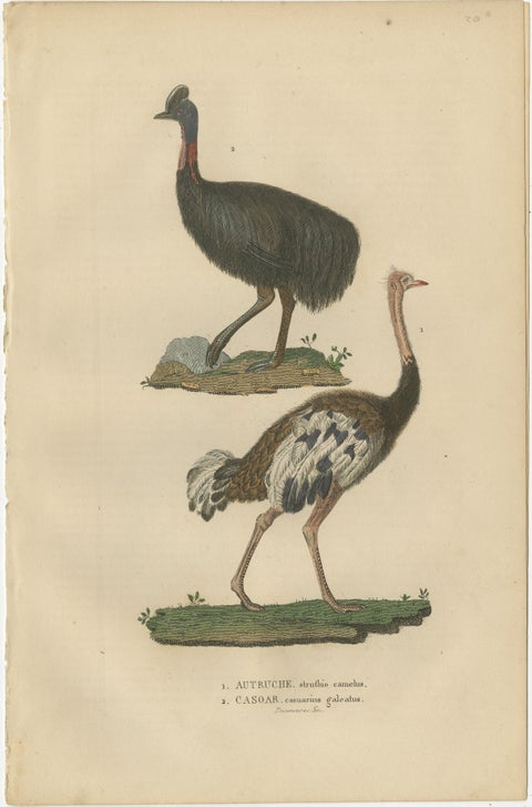Decorative Old Hand-Colored Bird Print of an Ostrich and Cassowary, view 2