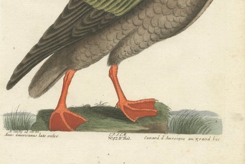 Hand-Colored Engraving of the American Duck with Broad Bill by Seligmann, c.1770, close-up 1