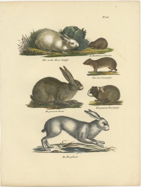 Antique Print of a Rabbit, Hares, Pika and other Rodents, view 2