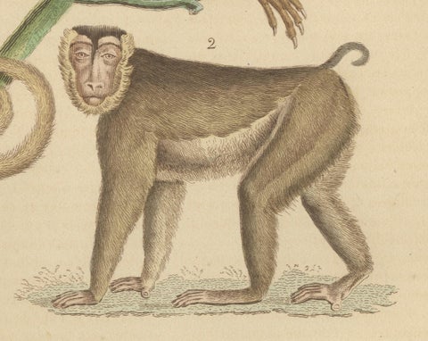Antique Primate Engraving of a Sapajou Atèle Hybride and Macaque Domestique 1825, close-up 4