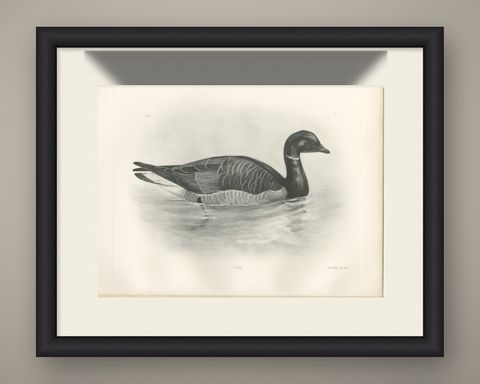 Brent Goose, Antique Bird Print after Lilian Medland, circa 1909, shown framed