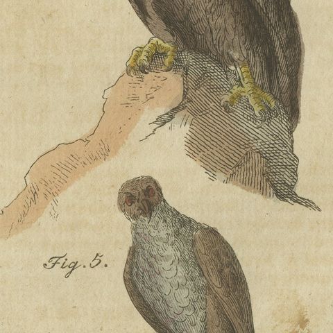Eagles including the Bald Eagle, Antique Bertuch Print, circa 1805, close-up 4