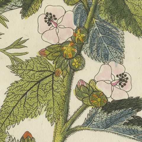 Marshmallow and Wormwood Medicinal Herbs, Antique Bertuch Print, circa 1812, close-up 3