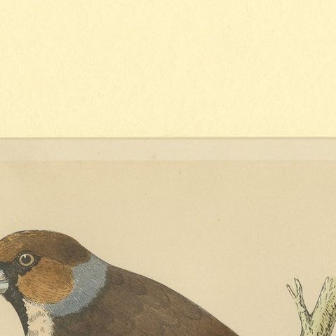 Antique Bird Print of Hawfinch, close-up 1