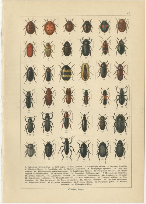 Decorative Antique Beetle Prints, Vibrant Chromolithograph Set of 8, Calwer 1893, view 6