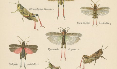 Mantis, Stick Insects & Grasshoppers, Antique Prints, Set of 3, 1908, close-up 5