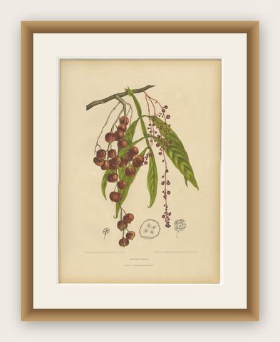 Original Antique Winged Lychee Botanical Print by Hoola van Nooten, 1880, shown framed
