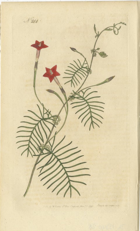 Set of 3 Antique Botany Prints, Crane's Bill, Leadwort, Ipomoea, 1794, view 2