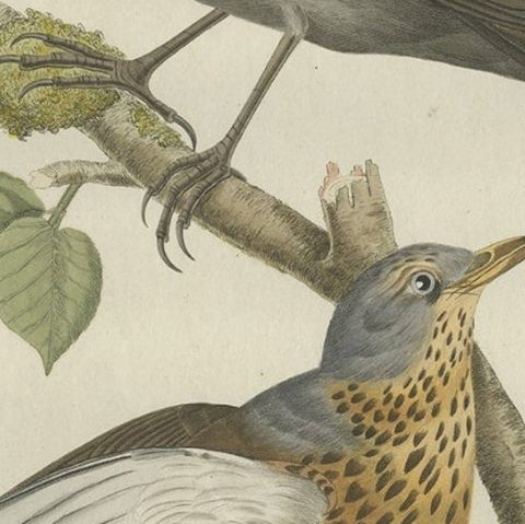 Antique Hand-Coloured Bird Print of the Fieldfare, 1797, close-up 2