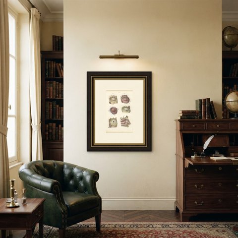 Vessels of the Eyelids and Orbit, Antique Hirschfeld Anatomy Print, 1866, shown framed in a room