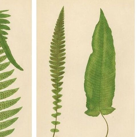 Collection of 10 Original Antique Tropical Fern Lithographs by E.J. Lowe, 1856, close-up 1