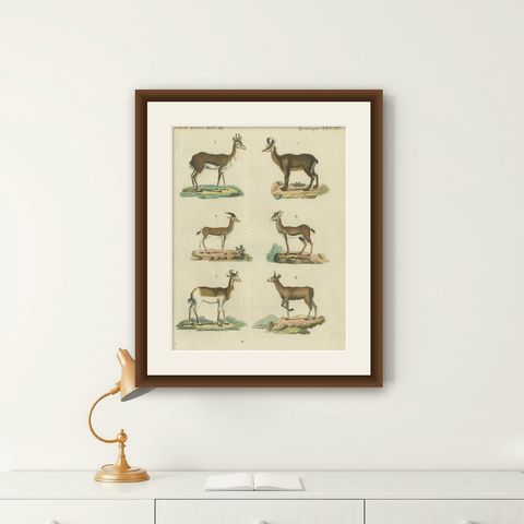 Original Hand-Colored Antique Print of various Antelope Species, circa 1820, shown framed on a wall