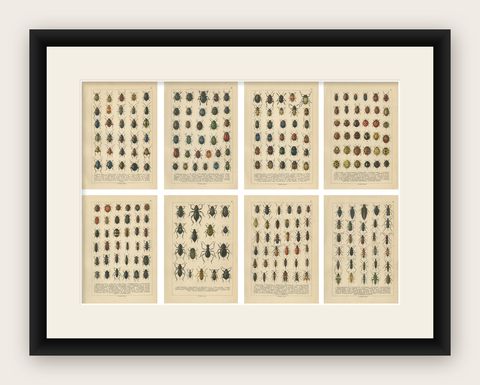 Decorative Antique Beetle Prints, Vibrant Chromolithograph Set of 8, Calwer 1893, shown framed