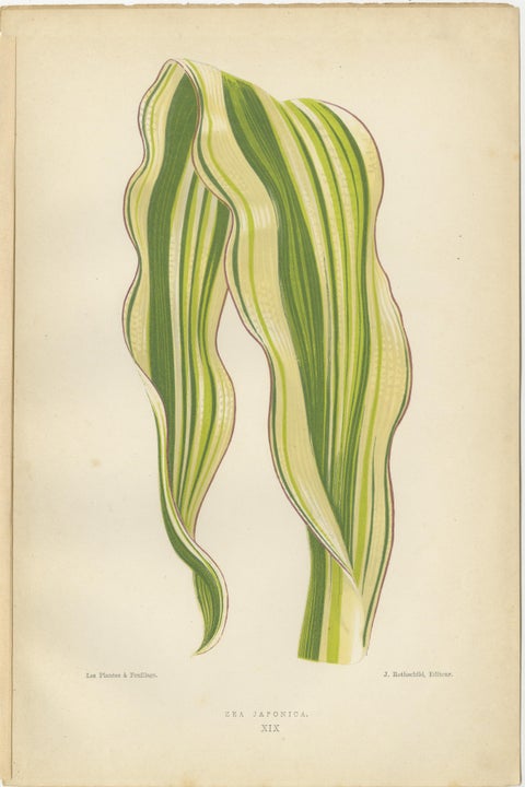 Variegated Elegance: A Collection of 19th Century Botanical Prints, view 4