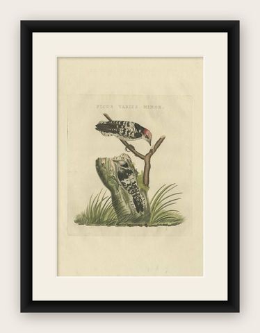 Lesser Spotted Woodpecker, Picus Varius Minor, c.1809, shown framed