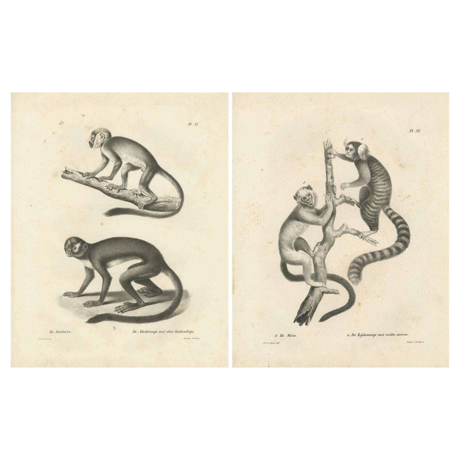 Saimiri, Night Monkey, Mico & Silky Monkey, Lithographs by C.C. Last, 1836