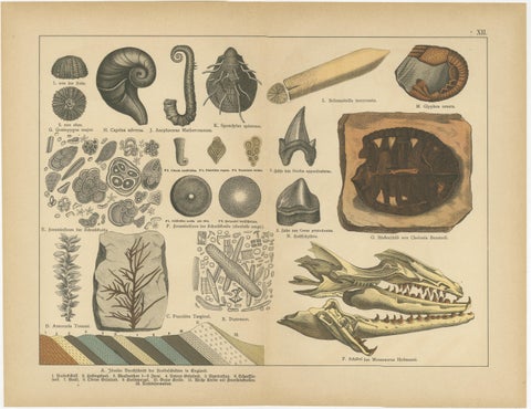 Antique Fossil Chromolithographs, Marine Life, Plants & Vertebrates, c.1880, view 2