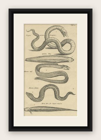 Very Old and Rare Print of Various Sea Snakes, 1657, shown framed