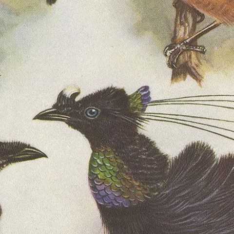 Antique Print of the Lawes Six-Plumed Bird of Paradise and Others, 1950, close-up 2