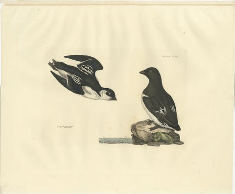 The Little Auk - A Life Seize Study Engraved in Seasonal Plumage by Selby, 1826, view 2