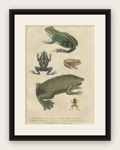 Old Hand-Colored Print Showing Different Frog Species, shown framed