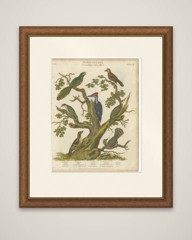 1811 Ornithology Land Birds Plate VI - Antique Piciformes Print, shown framed