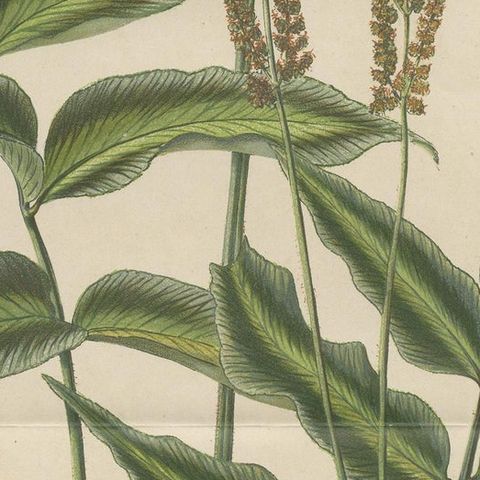 Antique Botany Print of Anemia Phyllitidis '1875', close-up 2