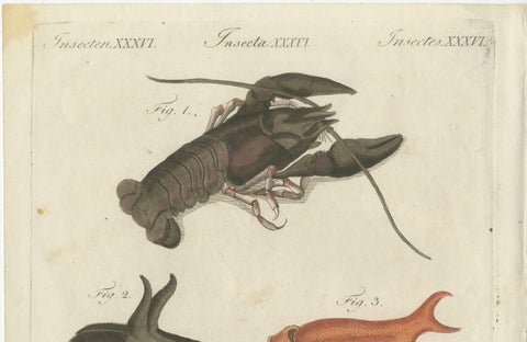 Original Antique Anatomical Print of a European Crayfish by Bertuch, c.1800, close-up 5