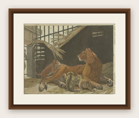 Hand Colored Engraving of a Lion and Lion Cubs, shown framed