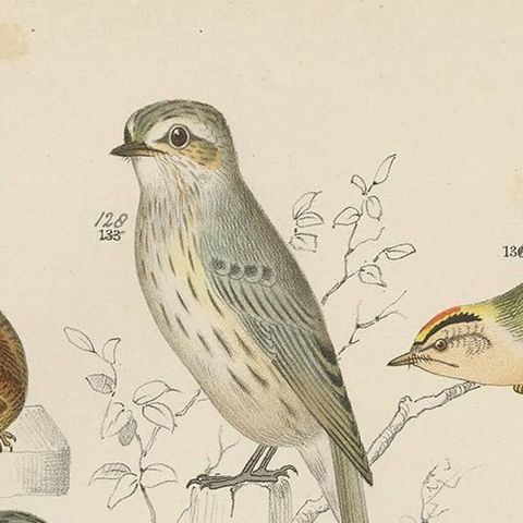 Antique Bird Print of the Lark, Winter Wren, Goldcrest and Yellow Wagtail (1886), close-up 1