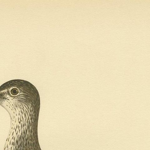 Antique Bird Print of the Green Sandpipe by Von Wright, 1929, close-up 1