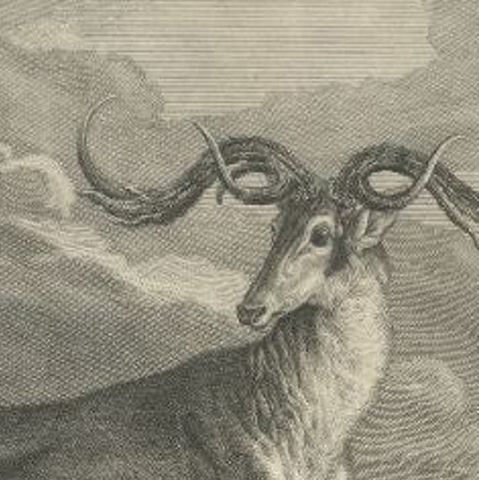Original Antique Engraving of a Deer by Ridinger, circa 1745, close-up 1