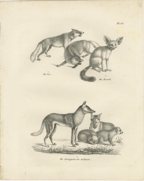 19th-Century Lithograph of Foxes, Fennec Fox, and Senegal Jackal in the Wild, view 2