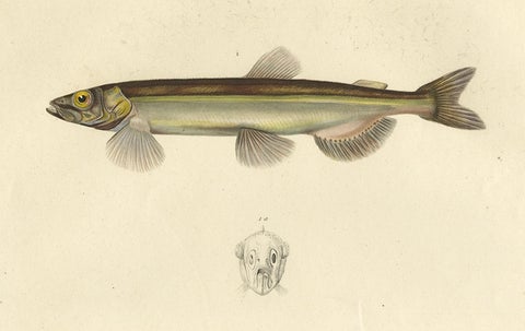 Capelin & Smelt, Antique Ichthyology Print, Greenland, Gaimard Voyage 1842, close-up 4