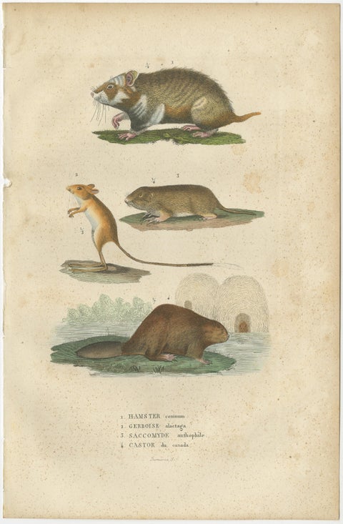Antique Engraving of Rodents: Hamster, Jerboa, Pocket Gopher, and Beaver - 1825, view 2